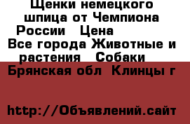 Щенки немецкого шпица от Чемпиона России › Цена ­ 50 000 - Все города Животные и растения » Собаки   . Брянская обл.,Клинцы г.